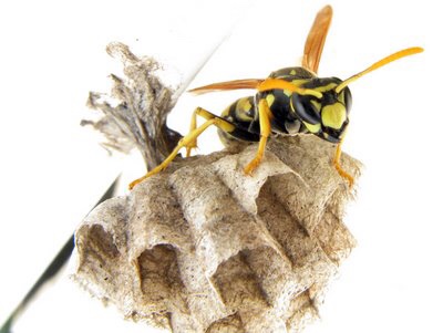 Bitachero Insecto El ataque de los bitaches – El Diario de Socha