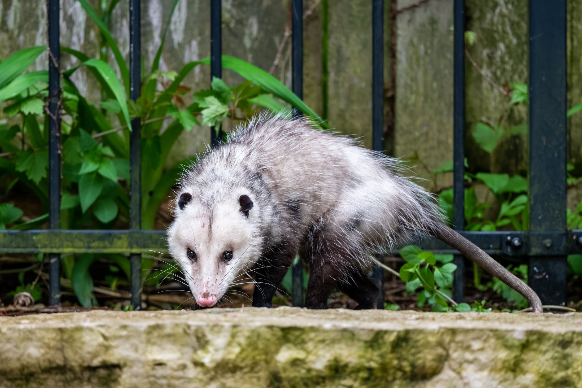 Las «ratas» que vió la abuela Lupe
