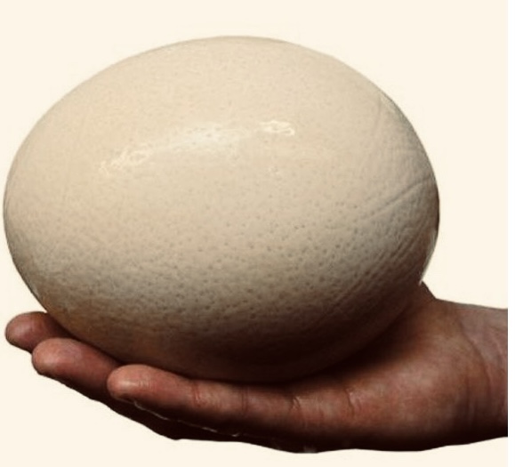 Mi huevo de&nbsp;avestruz.